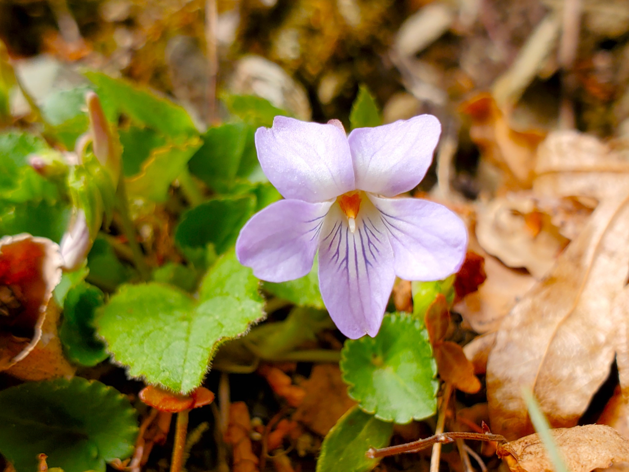 �R�H�i�K�C�h�j�̂P�ԍD���ȃX�~���ł��B