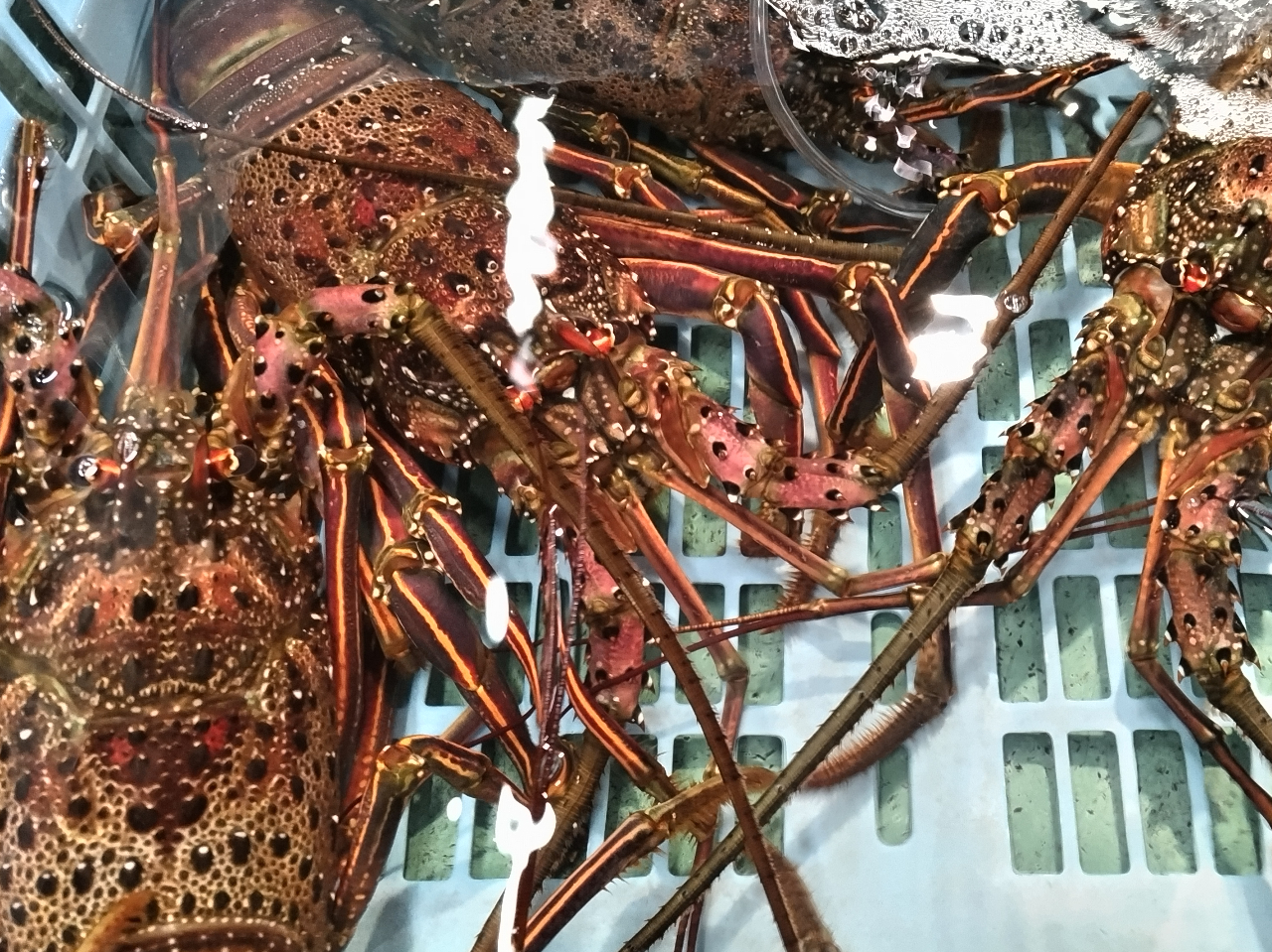 j[ȊO̐Hނ́AǉłƂƂsłwB