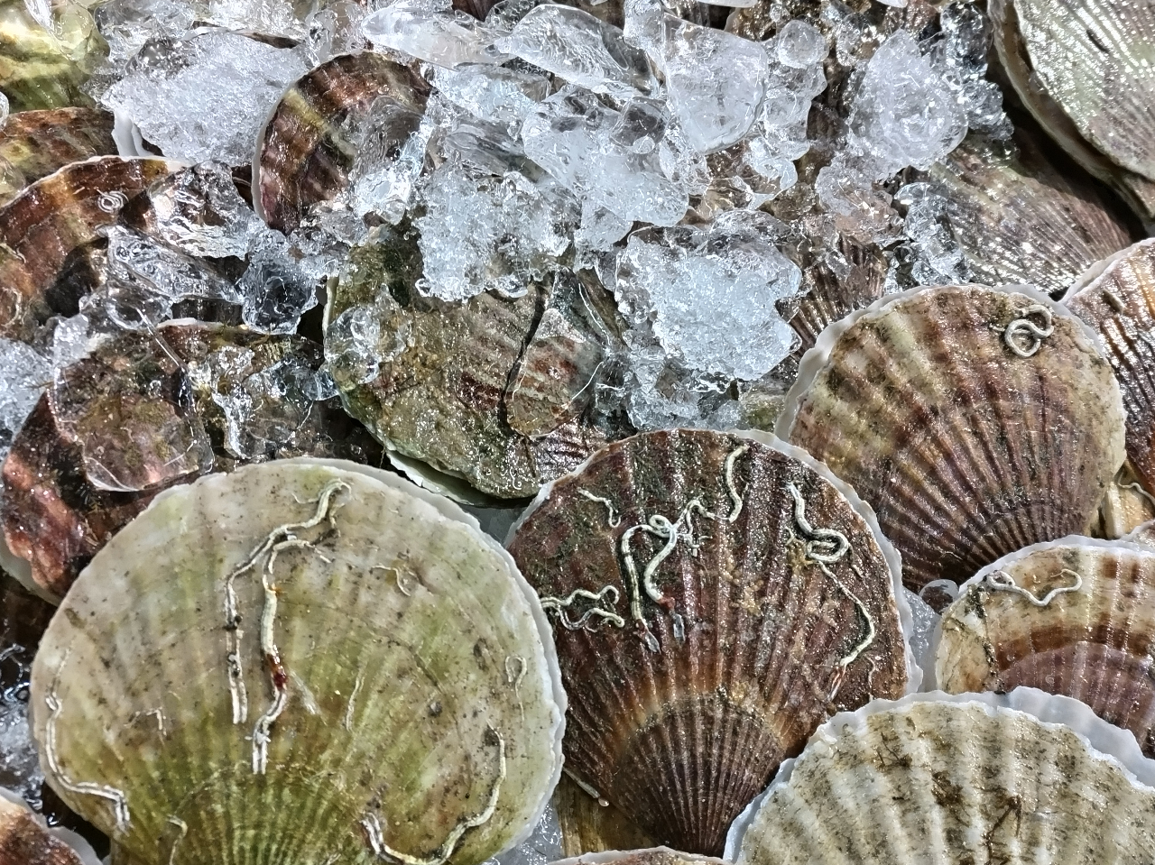 j[ȊO̐Hނ́AǉłƂƂsłwB