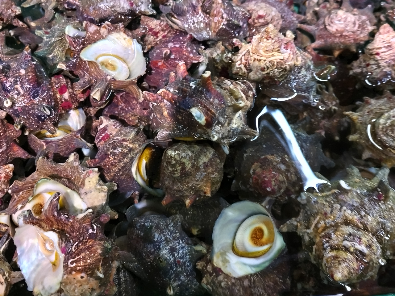 j[ȊO̐Hނ́AǉłƂƂsłwB