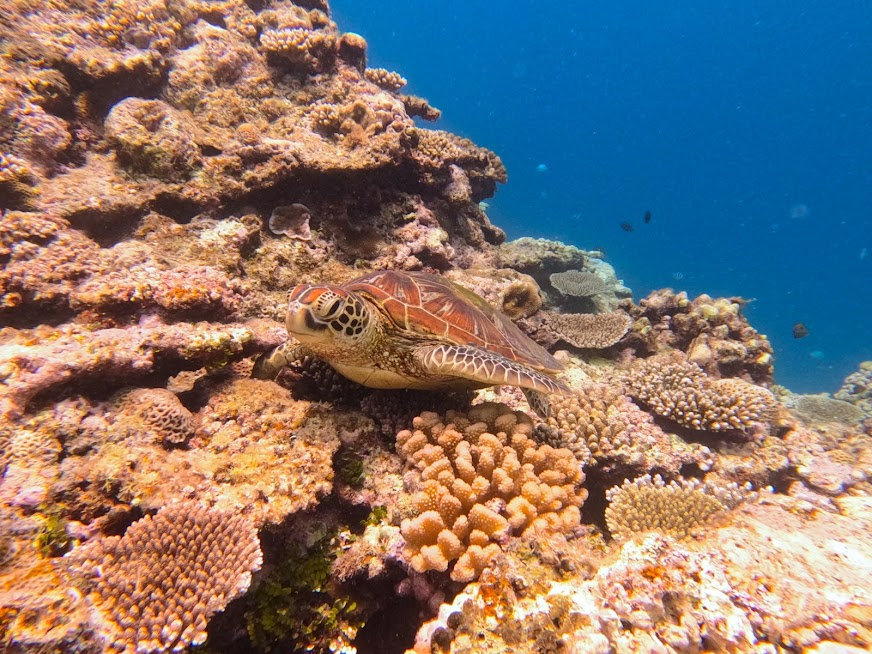 �X��ɂ��܂��ĐQ��@�J������񔭌�(*'��')