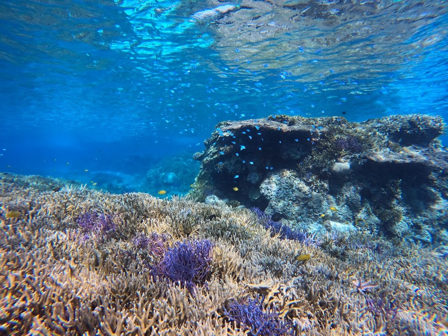 �����x�̍����{�Ó��̊C�ɂ́A���ȃT���S�Ƃ������񂪂����ς��ł��B