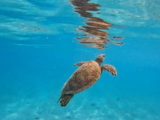 透明度抜群の宮古島でウミガメさんと一緒にのんびり海中散歩