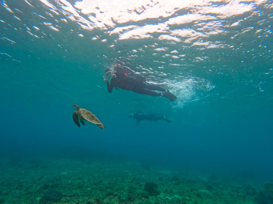 Vm[Pł̓E~Kɉ邱ƂI