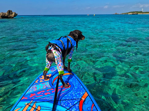 大海原にこれから出る、ワンちゃん船長みたいですね。