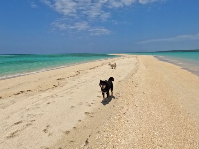 一緒に幻の、ユニ浜に行けたら最高ですよね。