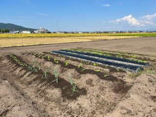 体験圃場のイメージ写真