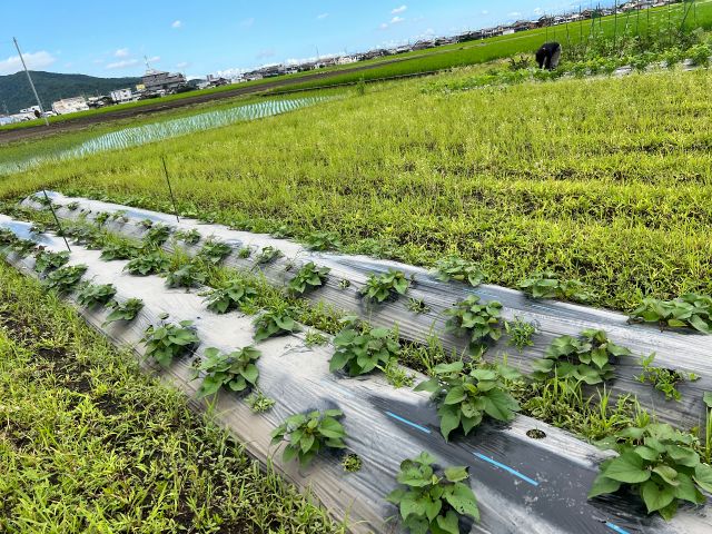 全体イメージ写真