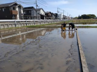 昨年開催した田植え体験の様子@