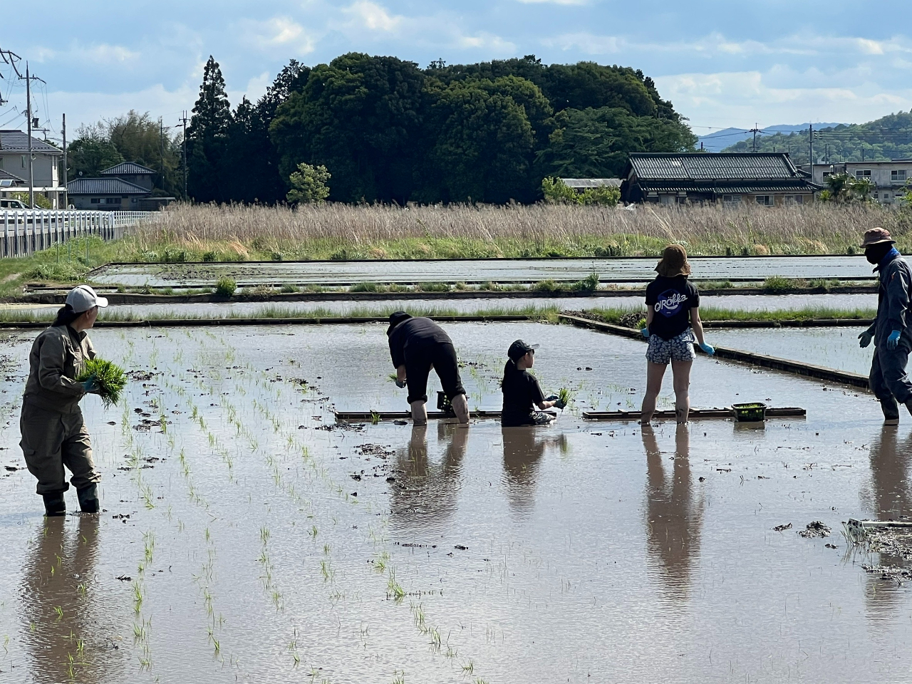 ��N�J�Â����l�q�C