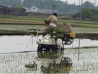 田植え機運転の様子