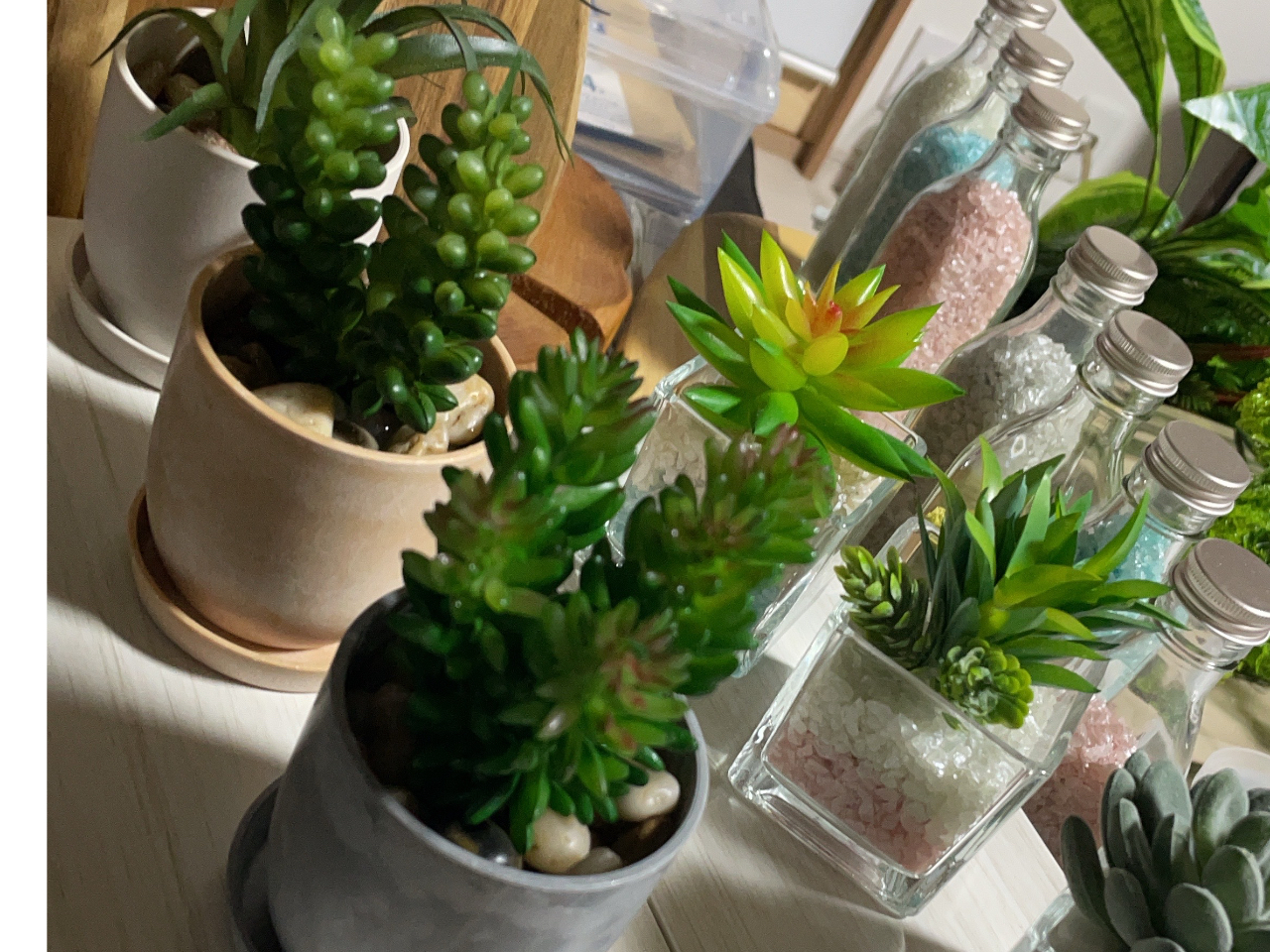 いろいろな形の多肉植物!