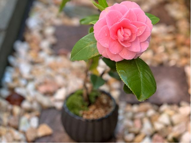 湯河原ならでは椿の子ぼんさい