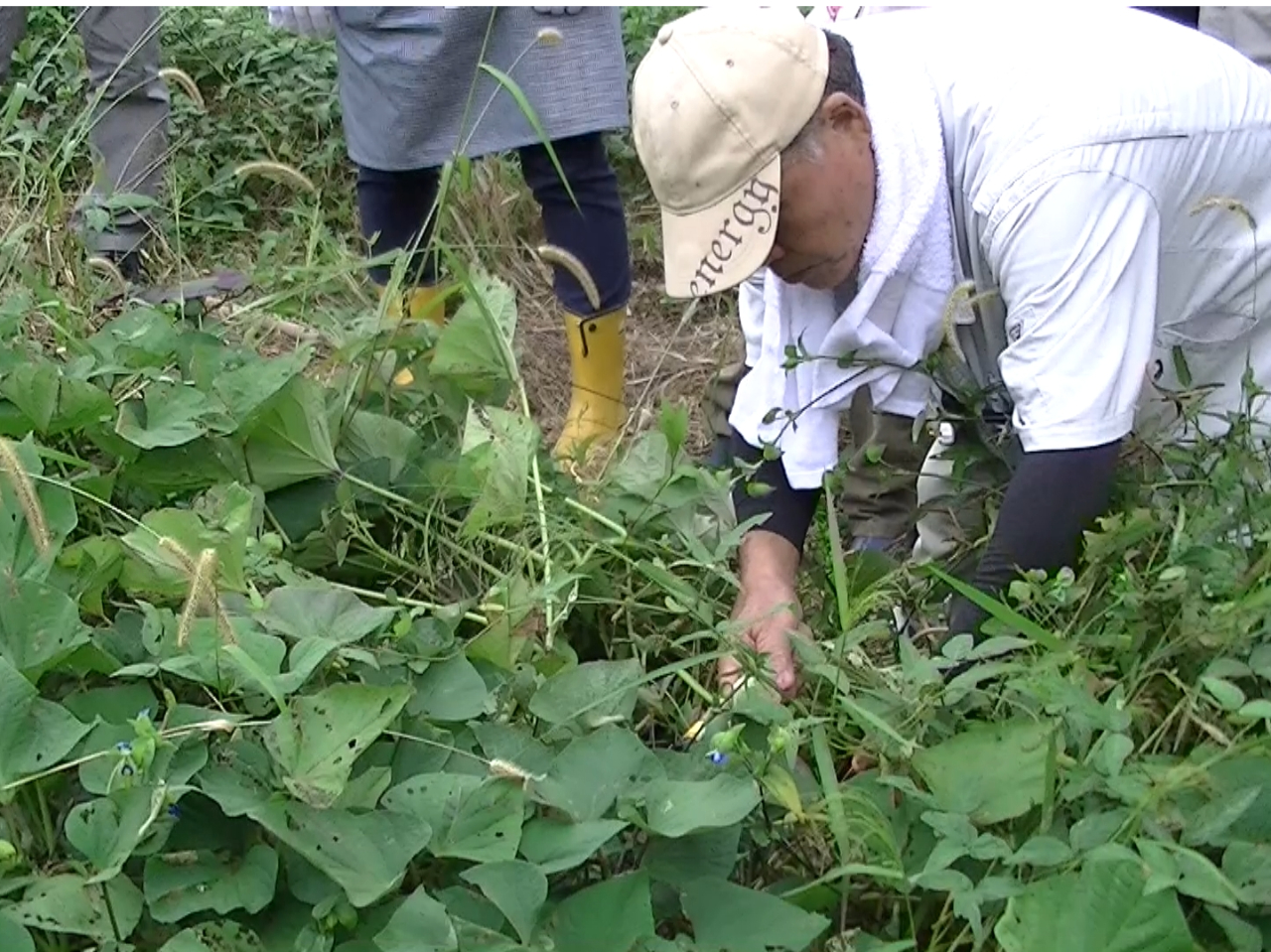 nOɃct菜ƁBRƌ؂ȂЂƂƂ