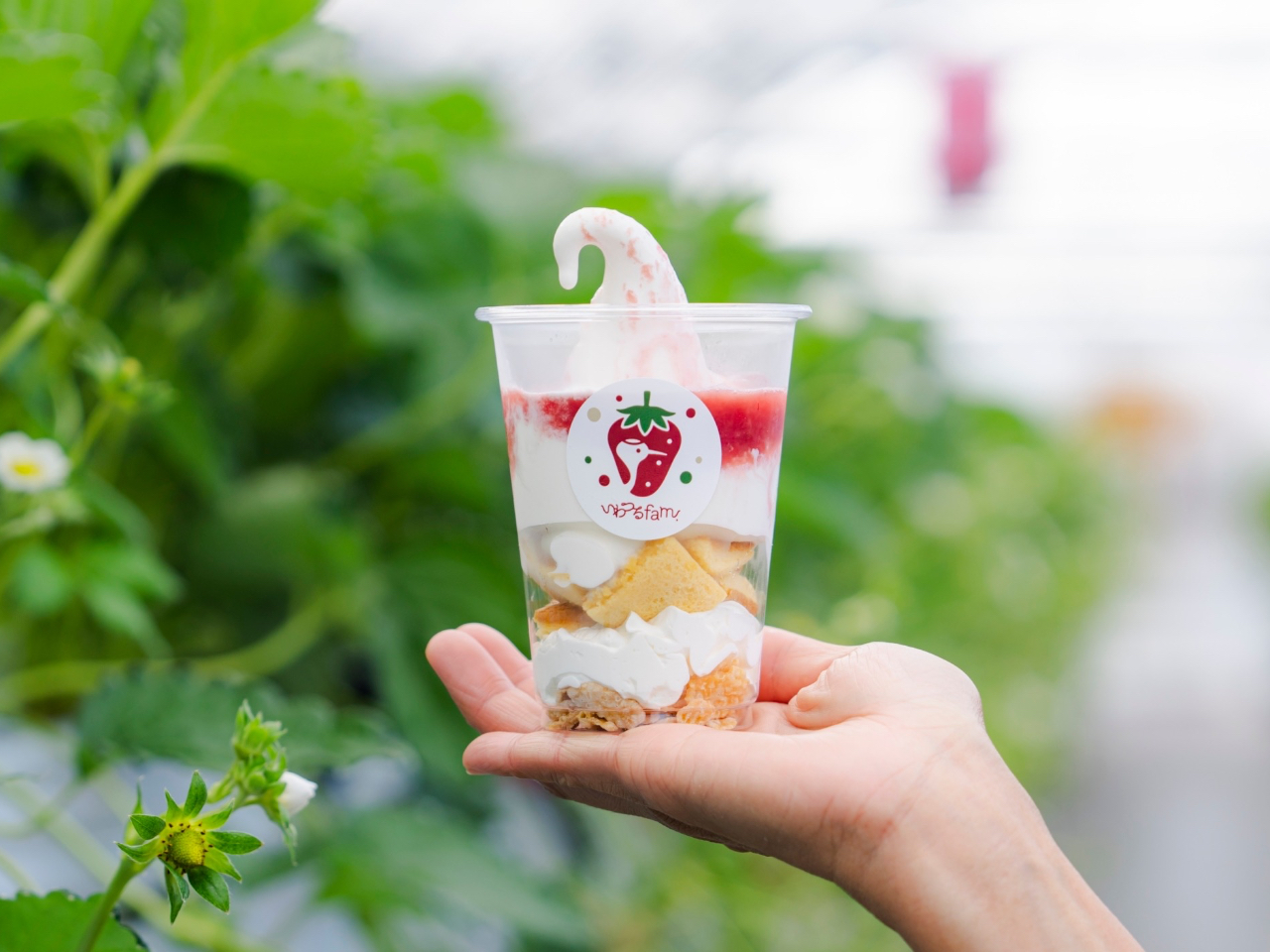 ☆いちご狩り開催☆＼去年よりも品種が増えてなんと11種類！／『いちご