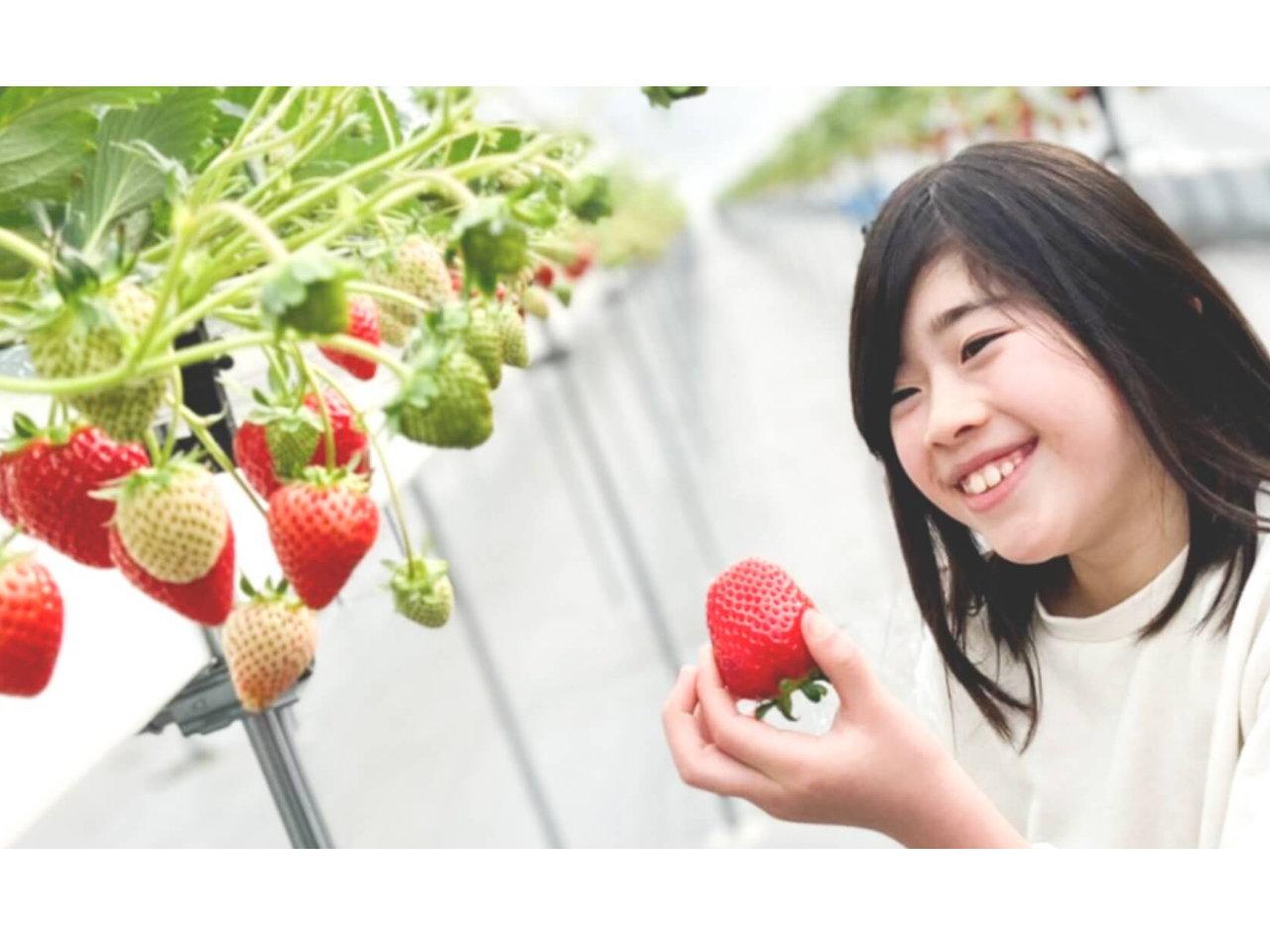 全国いちご選手権入賞『花音いちご』《よつぼし・すず・はるひ希少3