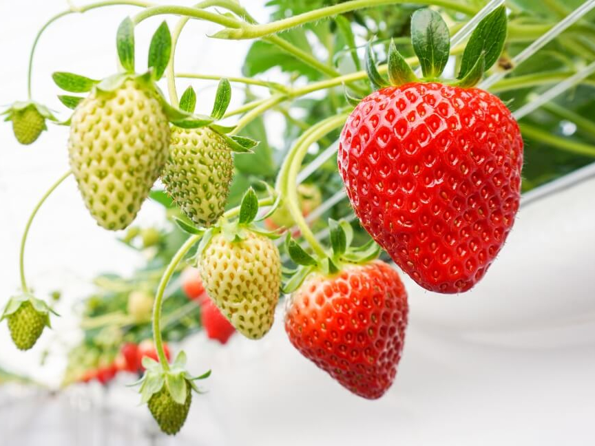 2024年全国いちご選手権入賞!!『花音いちご』《よつぼし・すず・はるひ