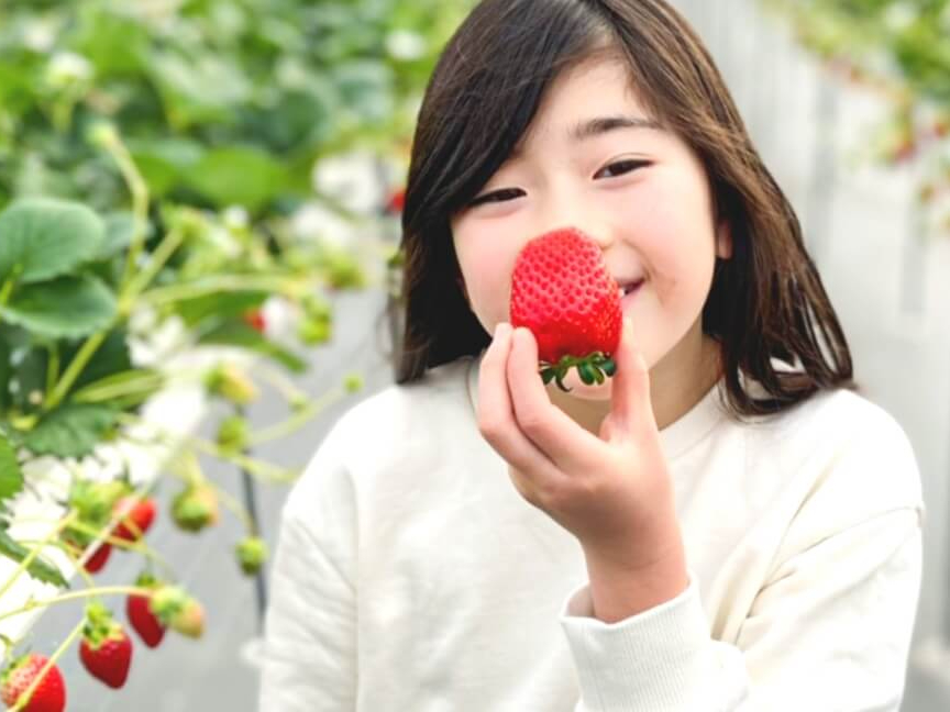 【味重視にお薦め】希少4品種が45分間いちご食べ放題♪\24年全国いちご選手権入...