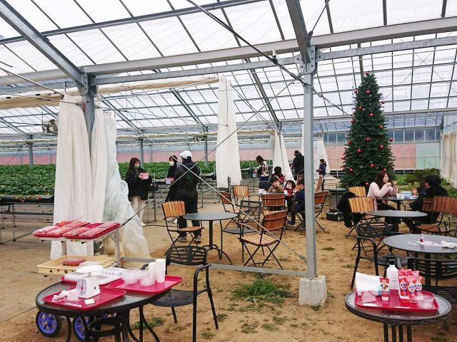 1号館内部/広いハウス内のカフェ風テラスコーナーで仲間や家族とおしゃべりをしながらイチゴを楽し無のがおすすめ。
