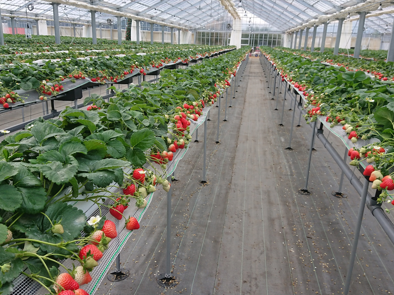 1�Ԋق���6�Ԋق܂Ńn�E�X���̍L���ʘH�͂����Â��C�`�S�̔��������Ɗy�����������ς��Ɉ��Ă��܂��B