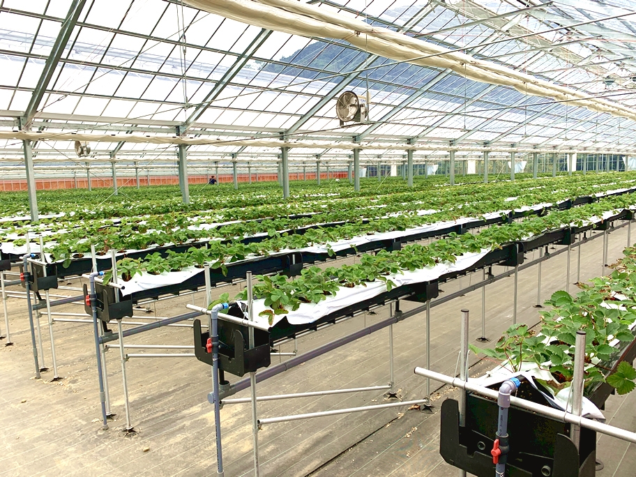 �u���X�g���x���[�n�E�X�P���ٓ����̕��i�A�P�Q���X���̃I�[�v���Ɍ����Č��N�ȕc������Ă��܂��B