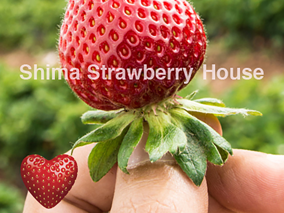 �L���X�y�[�X�ɗI�X�Ɛݒu���ꂽ�X�g���x���[�n�E�X�A�P�Ԑl�C�̊Â��u�������v�A�݂��݂������u���݂̂�v�A�ꕔ�A���ʂł����u�����̂��v�́A�S3��ނ��͔|