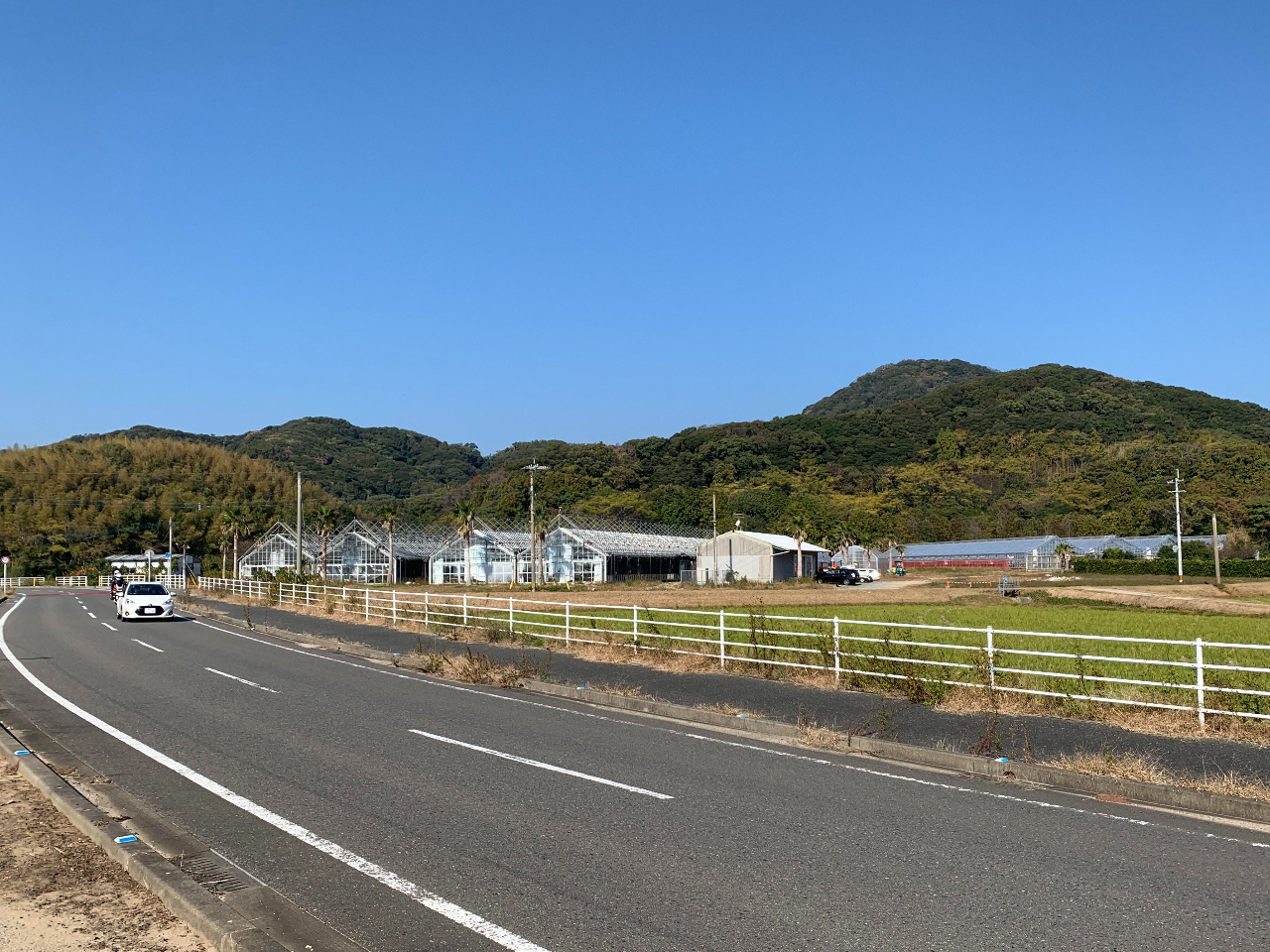 �H���A���������̊�u�ɍs�������T�S�����ɖʂ��Ă��܂��B���V�̖؂Ɣ�����t�̌������ڈ�ł�