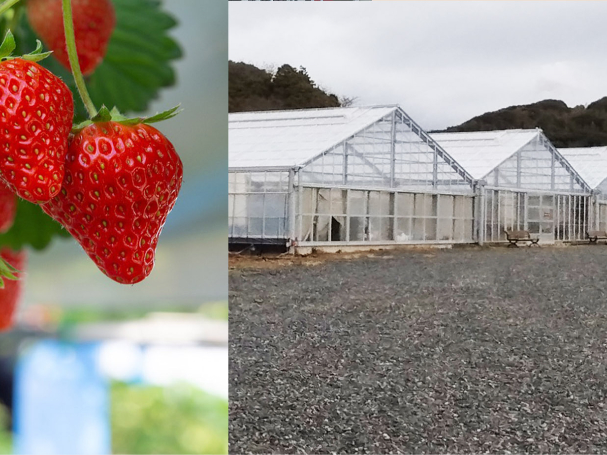 �ߑ�I�Ő�����1�Ԋق̃n�E�X�̒��Ŕ��C�`�S�ƐԂ��C�`�S���Ǝ��̗L�@�͔|�ōō��ɊÂ�����Ă��܂��B