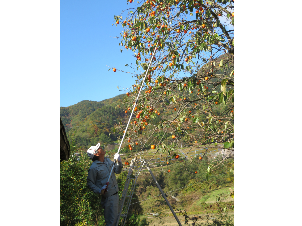 柿のもぎ取り:柿を落とさないようにするのが難しい
