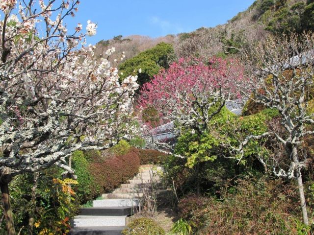 梅香る庭園