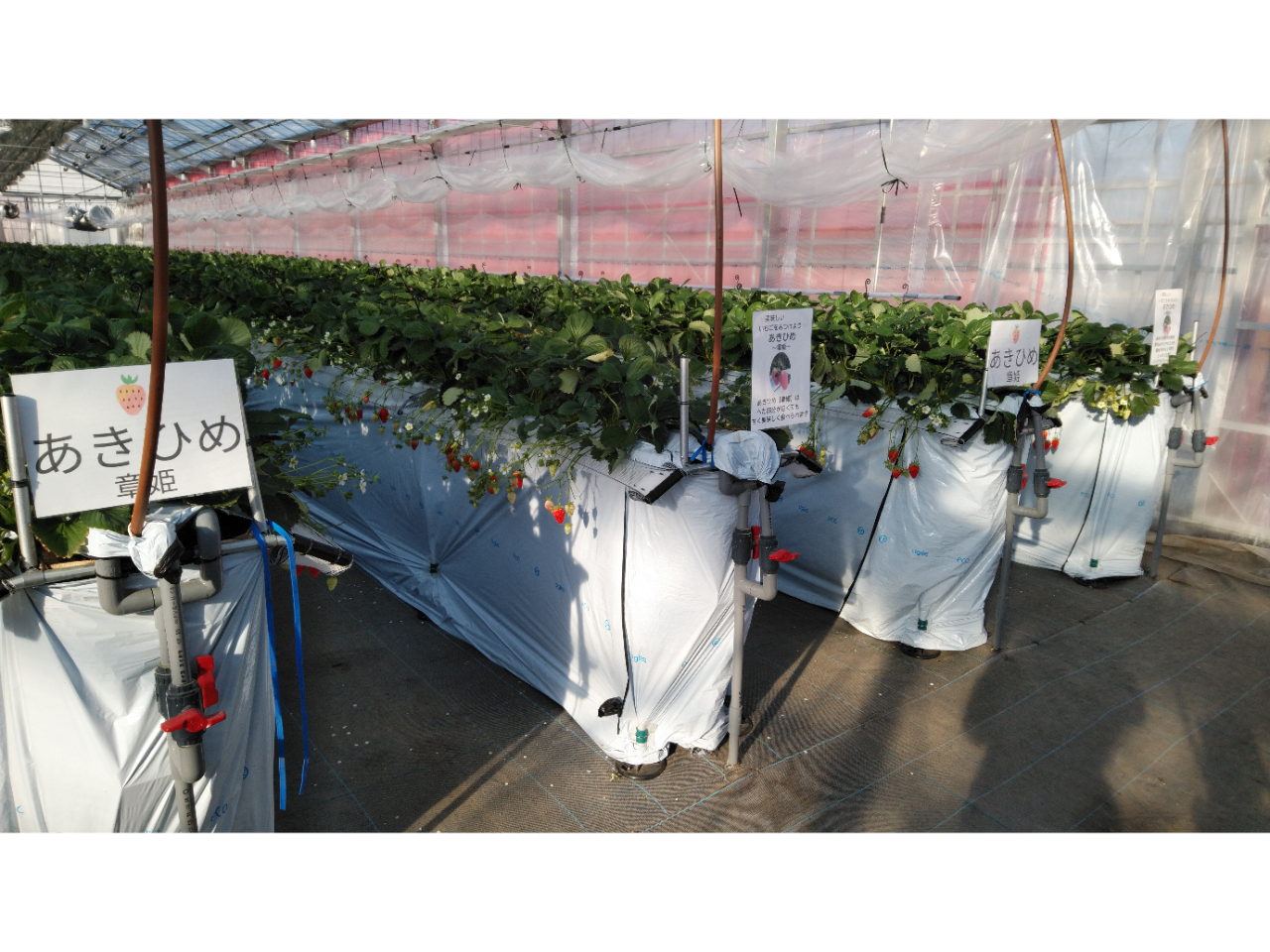 Ђ(͕P)CCgق؂3y߂܂