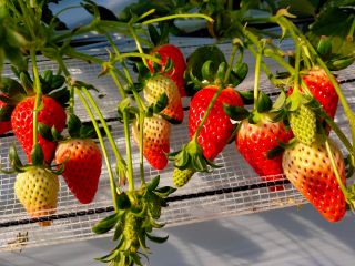 いちごの様子です。