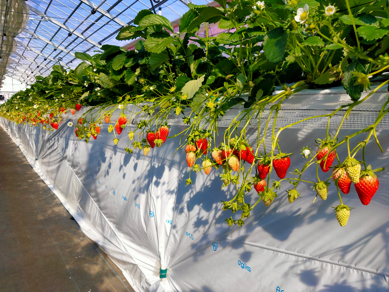 �n�E�X���̗l�q�ł�