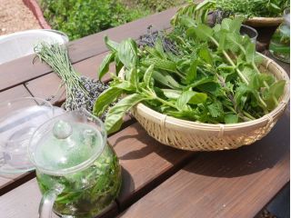 摘みたてのハーブで、フレッシュハーブティを楽しめます♪