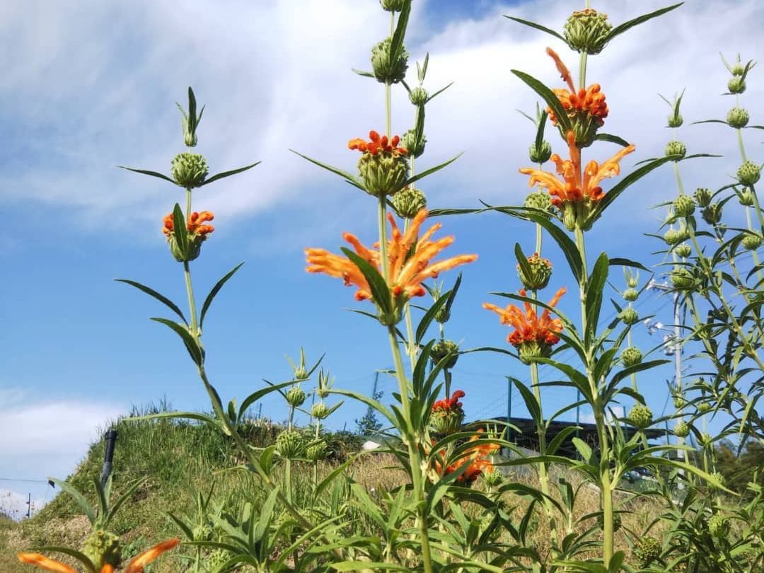 H̃n[uK[fʂ郌Im`XZ[W