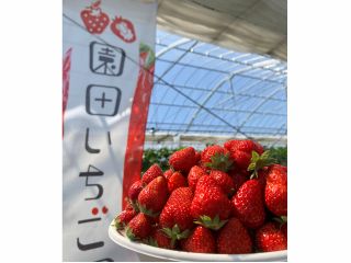 容器に入るだけ詰め放題