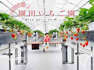 真っ赤ないちご、12000株