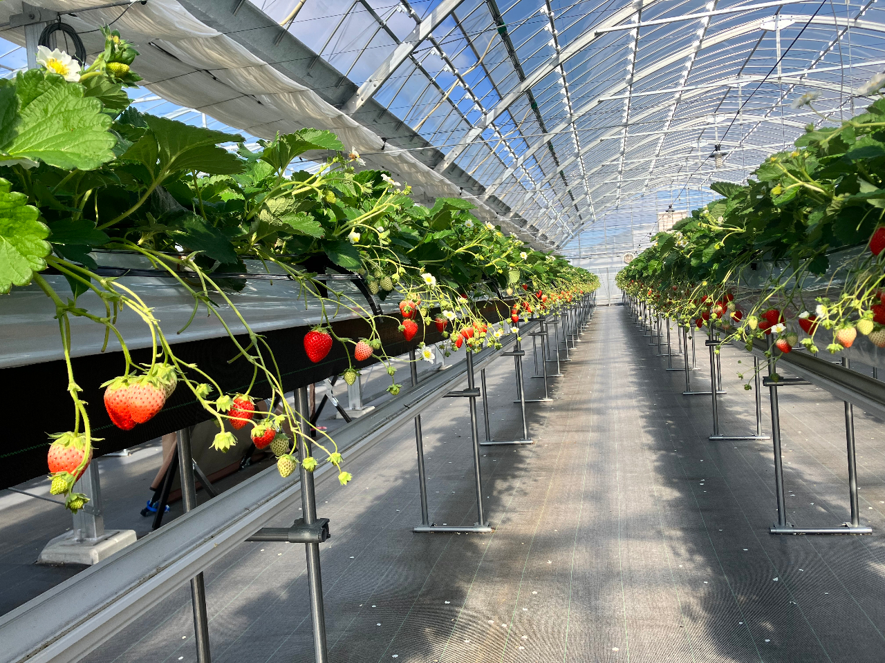 LXƂnEXɖPQCOOÔ͔|Ă܂