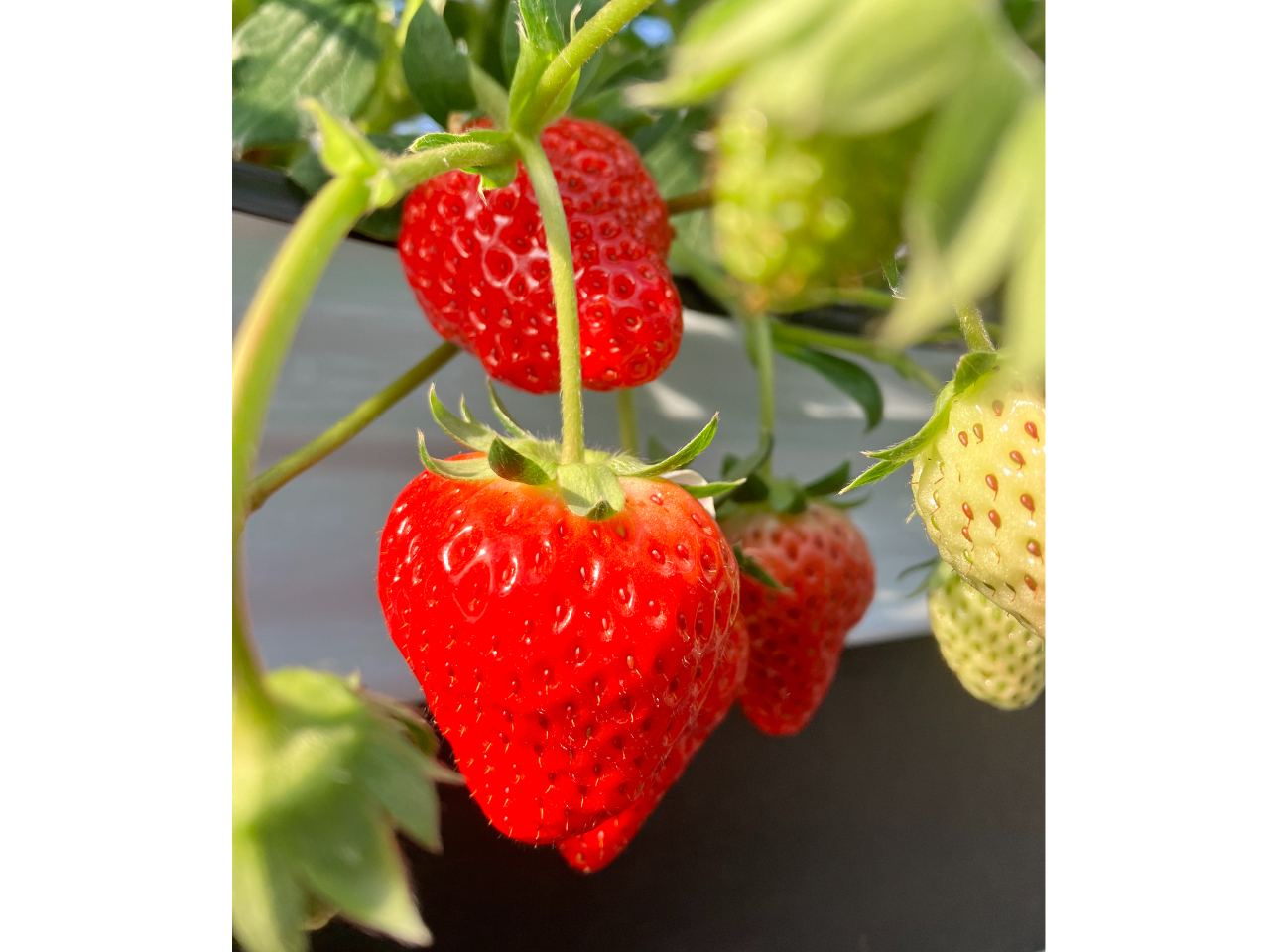 ꊔӂQ̐𐧌Ao邾嗱Ǖił悤͔|Ă܂B