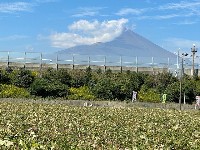 富士山が見えるさつまいも畑!!映ますね!