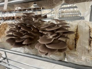 うすひらたけ