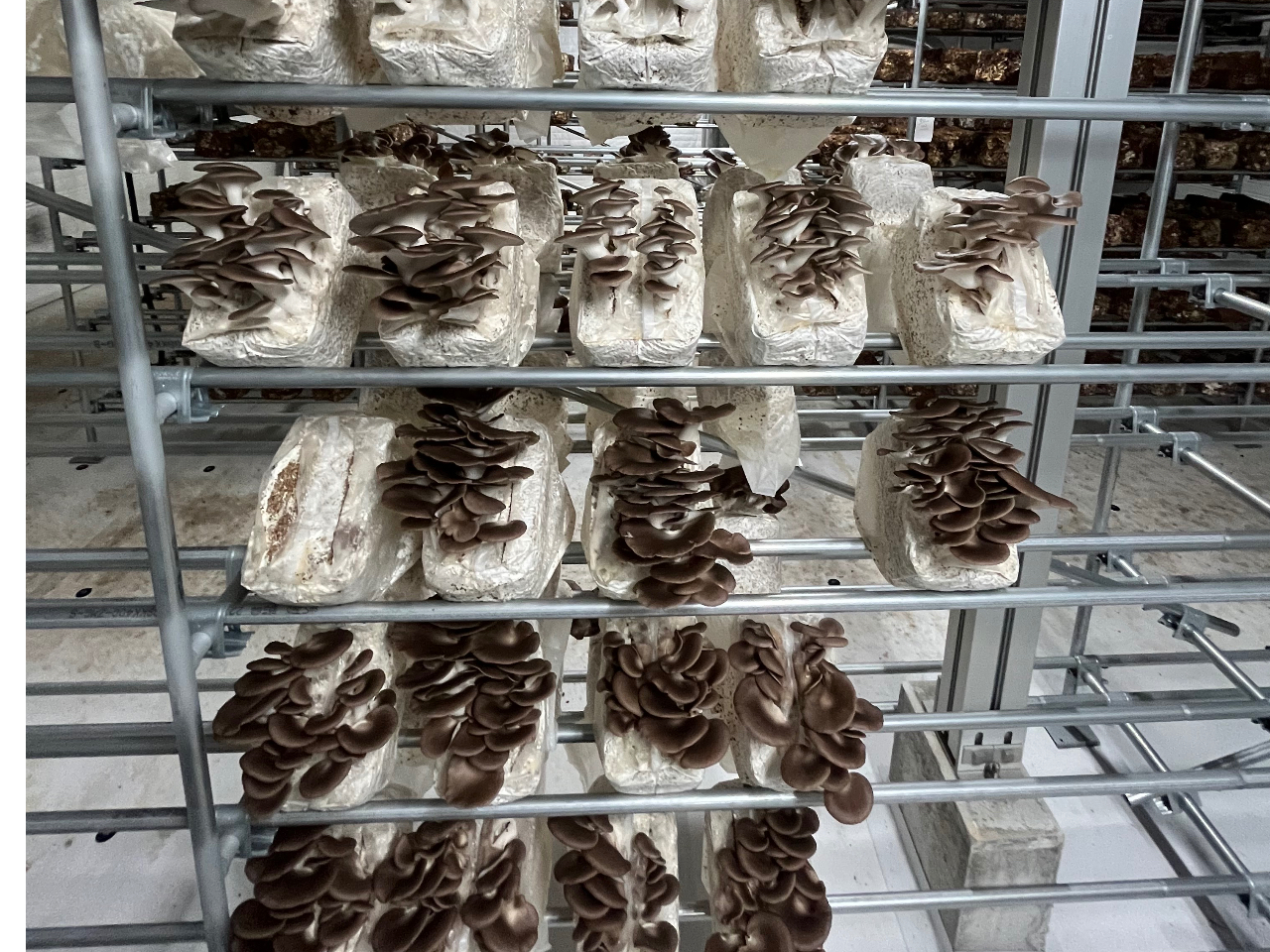 250g�������A��