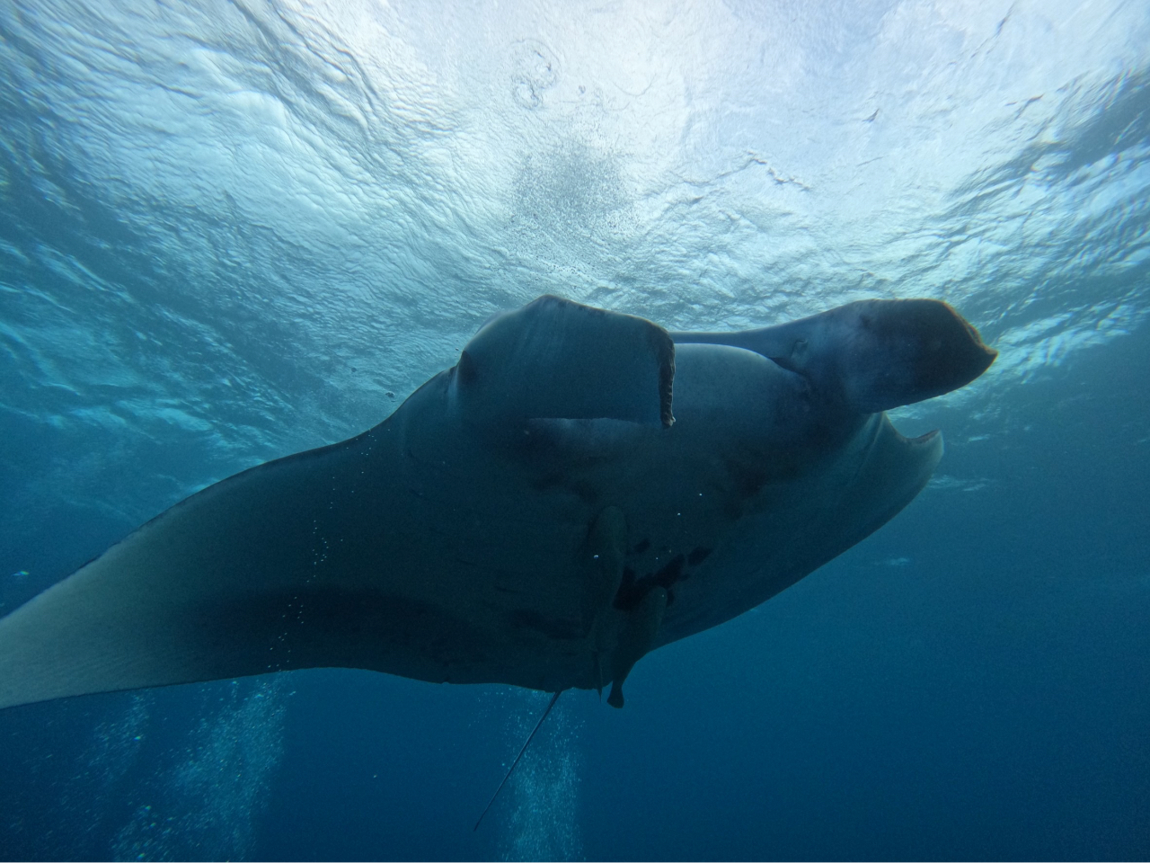 �V���m�[�P���ő唗�͂̃}���^�ɑ������悤�I