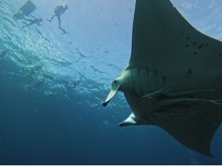 シュノーケルで大迫力のマンタを見よう♪