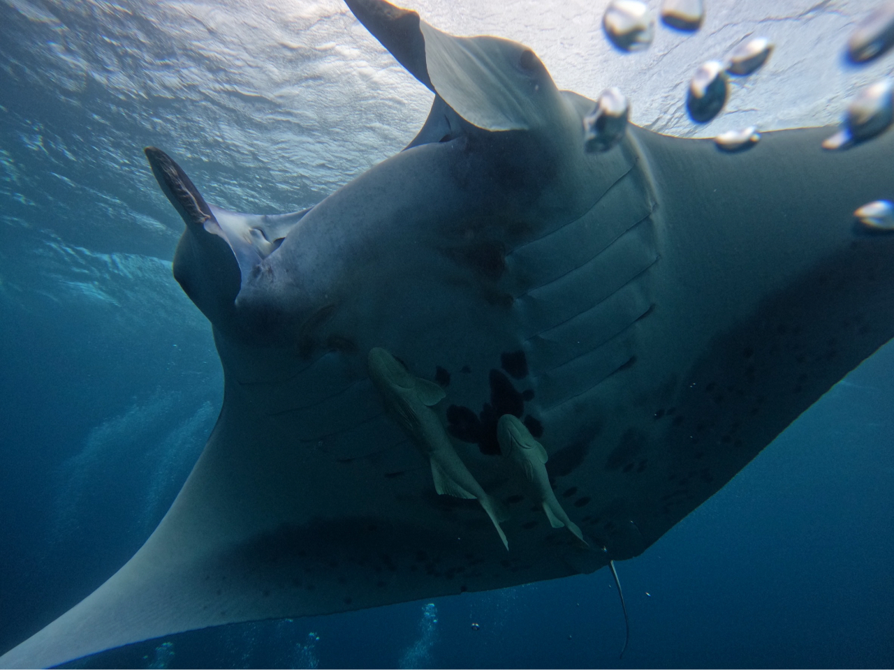 �}���^�̗Y��ȕ����I