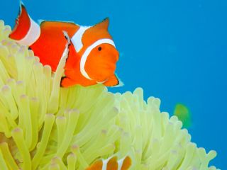 大人気のカクレクマノミ♪おさかな体験ダイビングで会えるかも♪