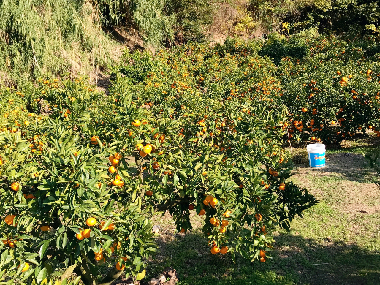 ���ۂ݂̂�����̔��ł��B