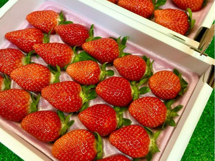 愛知・大府】完熟あきひめのいちご狩り・60分食べ放題♪《練乳付け放題