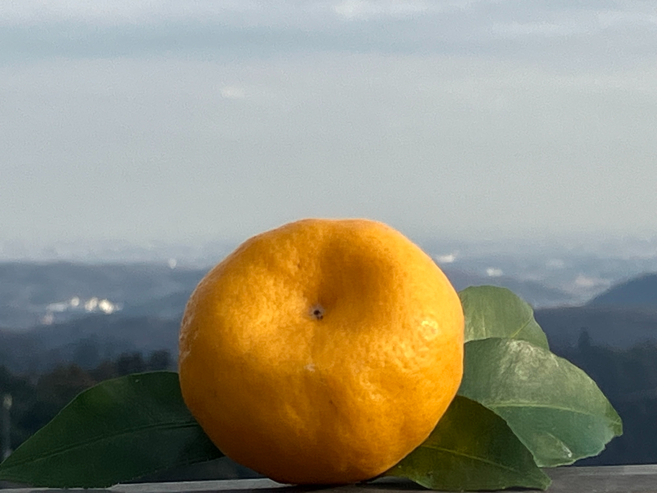 ときがわ町の特産柑橘『福みかん』