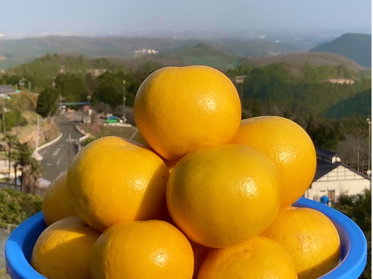 大変希少な国産『グレープフルーツ』